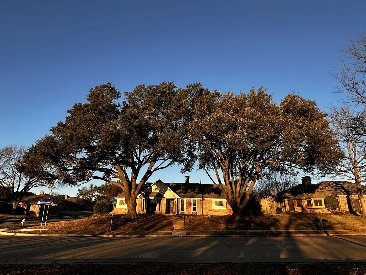 Established residential canopy tree shading a home in Loxley